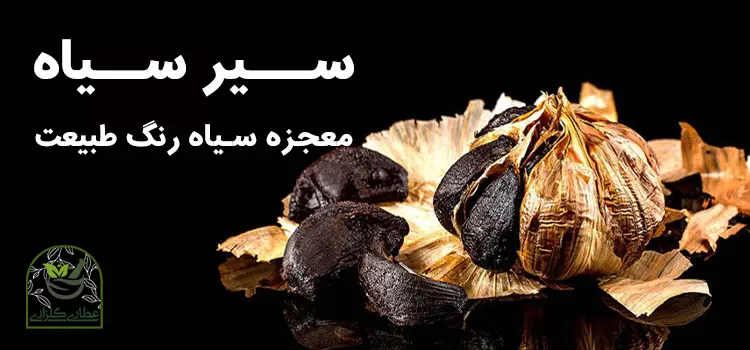 سیر سیاه معجره سیاه رنگ طبیعت
