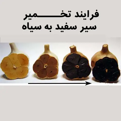 فرایند تخمیر سیاه سیاه