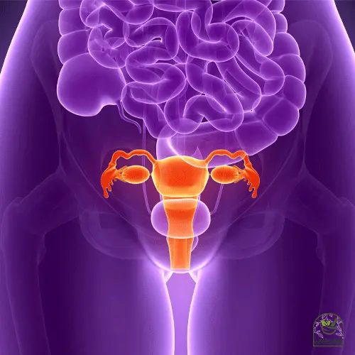 نمایش آناتومی رحم در داخل بدن بانوان برای وبلاگ مشکلات جنسی زنان