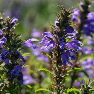 بادرنجبویه