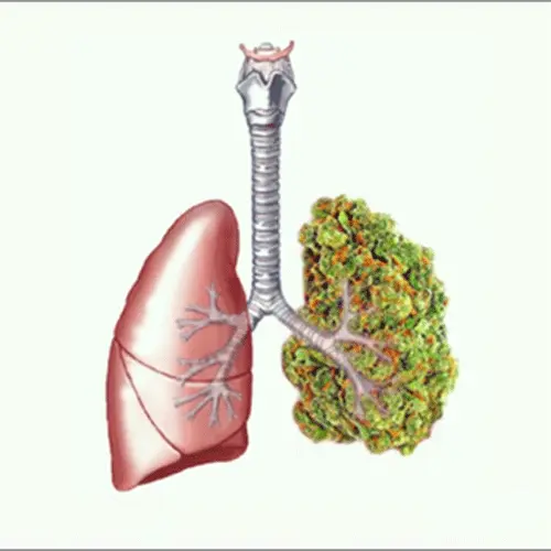 یک ریه که یک طرف آن سبز شبیه چمن است و زرف دیگر آن حالت طبیعی ریه را دارد برای وبلاگ داروی پاکسازی ریه
