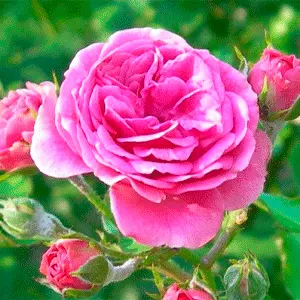 گل محمدی