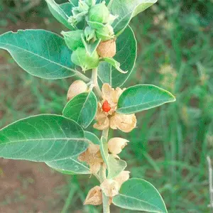 پنیرباد